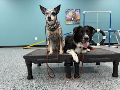 Everyday Skills Open Gym - February