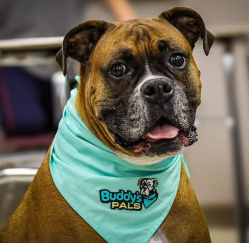 Buddy's Pals/Therapy Dog Drop In Practice