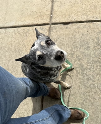 Walk With Me: Distraction Training for Better Leash Walking