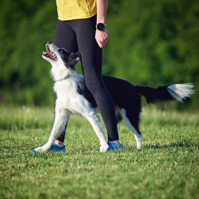 Hidden Potential Beginner Obedience