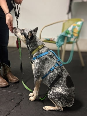 Pattern Games Unleashed! (Based on Leslie McDevitt's Control Unleashed)