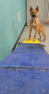 Hidden Potential Beginner Agility
