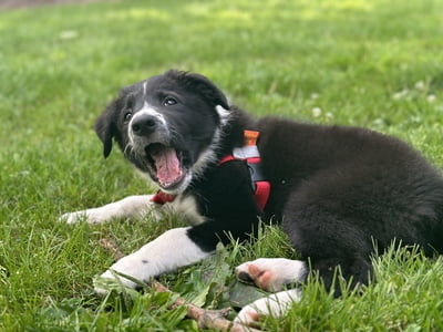 Hidden Potential Puppy Manners