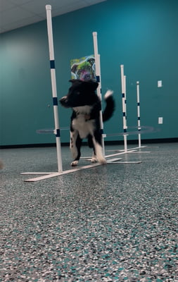 Drop In Agility - June/July