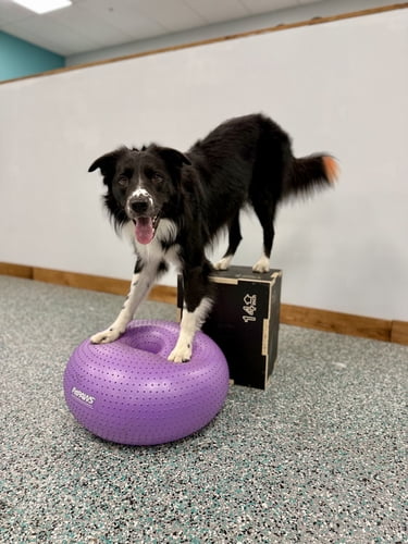 Brave Paws: Confidence & Canine Parkour