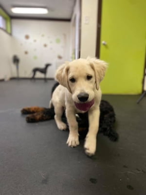 Puppy Basics