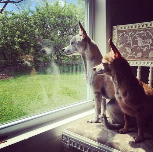 Little Dogs, Big Skills