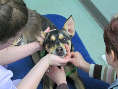 Love Your Vet and Groomer!