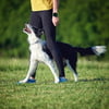 Hidden Potential Beginner Obedience