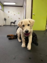 Puppy Basics
