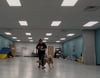 Dances with Dogs